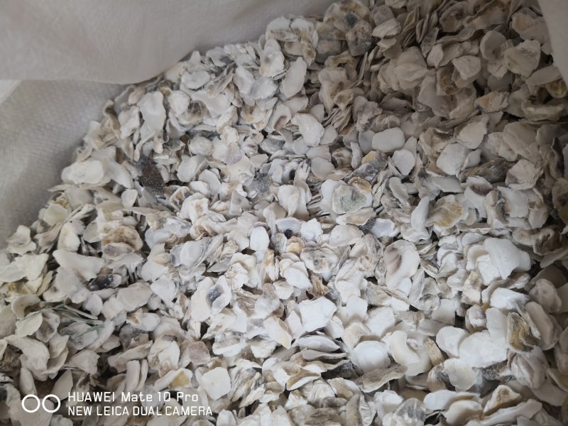 药用牡蛎万年牡蛎河北散装干货各种矿石类中药材