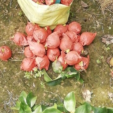 黄金梨400～500g