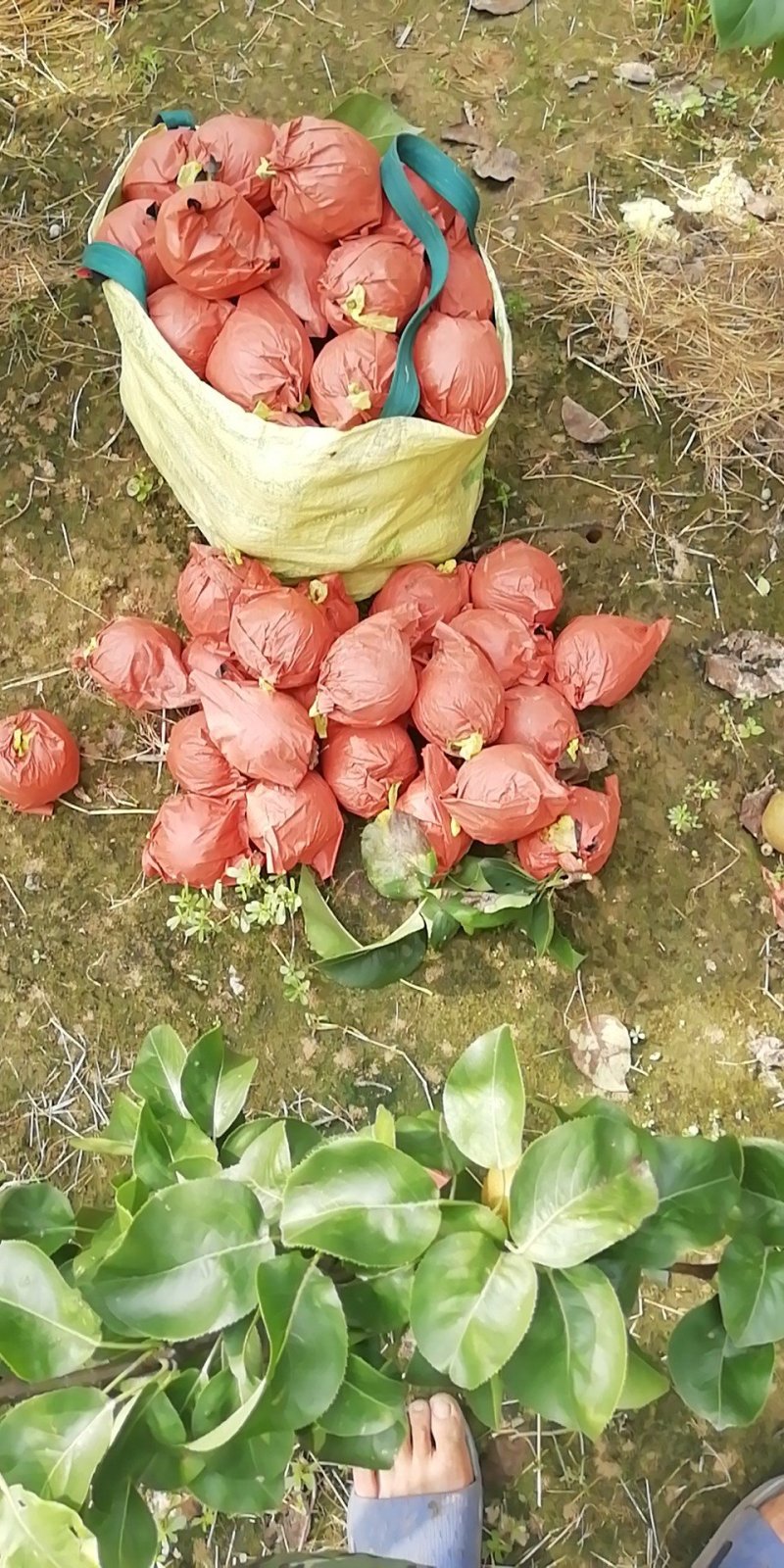 黄金梨400～500g