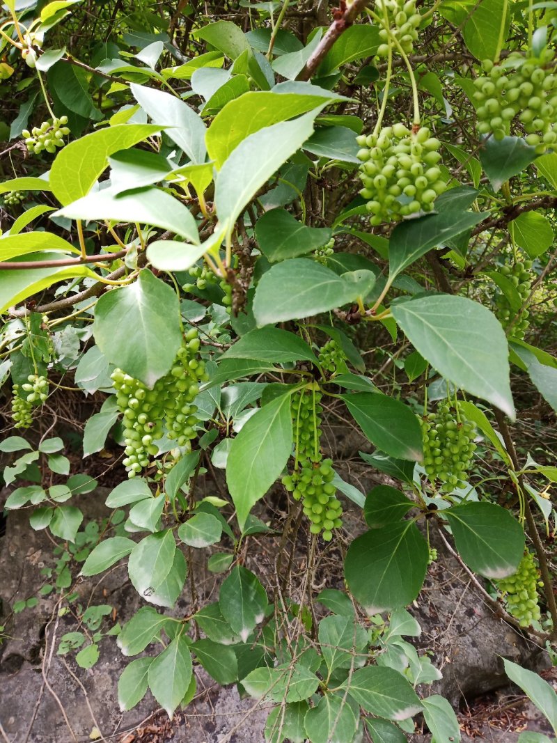 五味子湖北野生干货不包邮现货