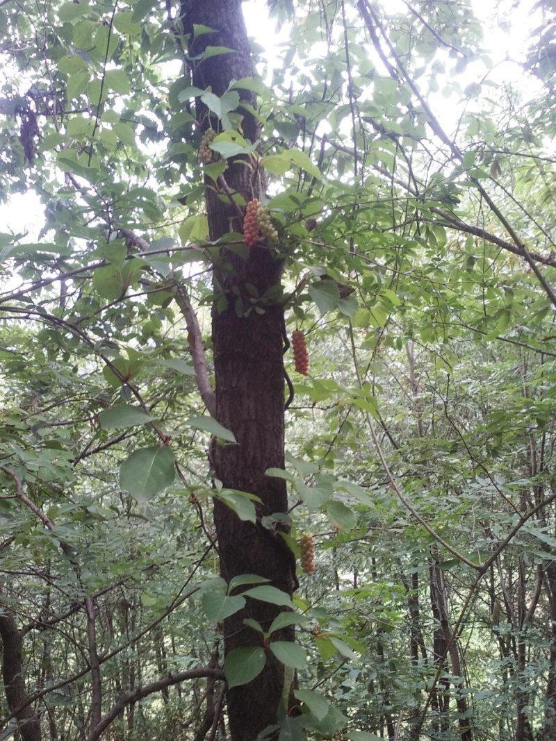 五味子湖北野生干货不包邮现货