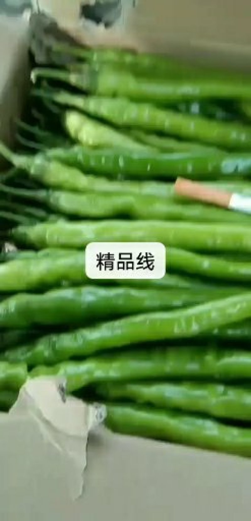 线椒8号线椒线椒线椒线椒