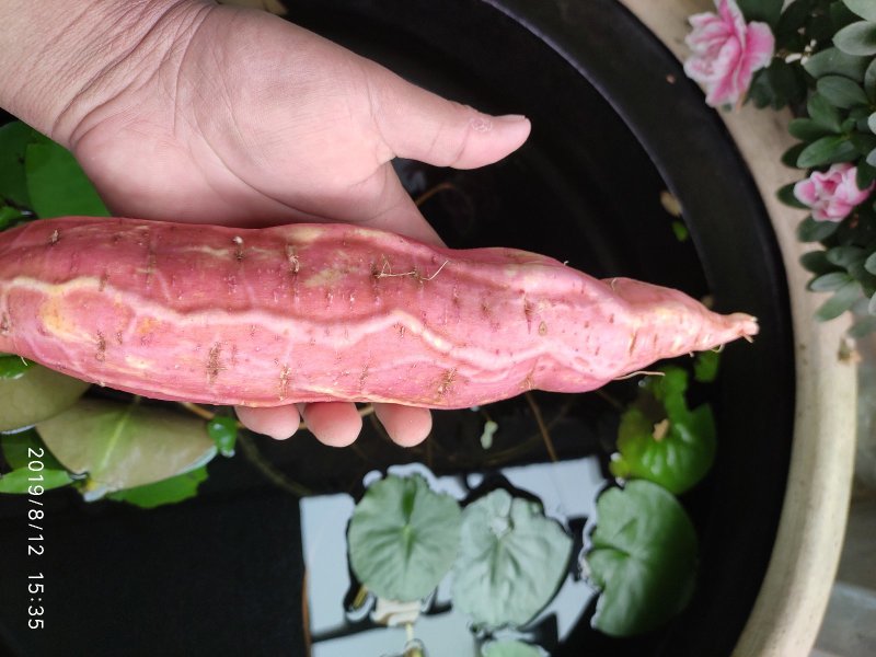 烟薯25没用中间商农户自产自销高岭沙土地种植蜜薯