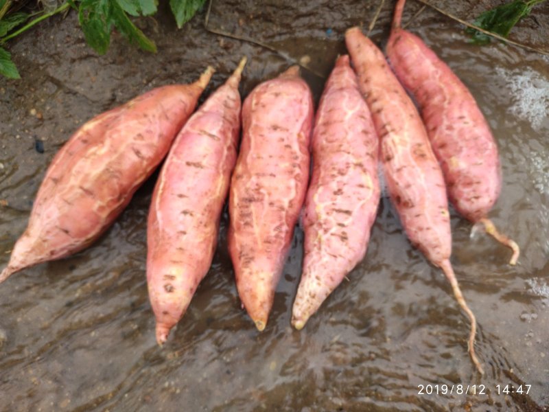 烟薯25没用中间商农户自产自销高岭沙土地种植蜜薯