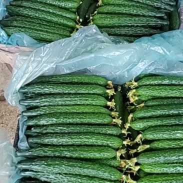 秋季黄瓜大量上市