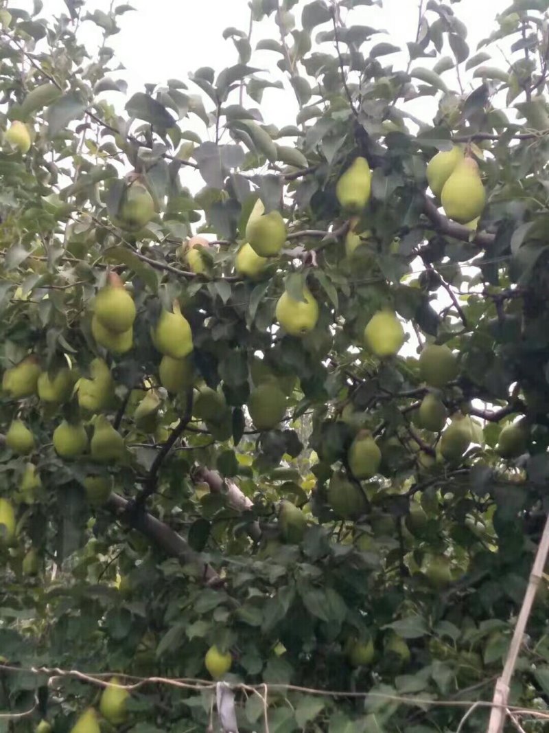 贵妃梨