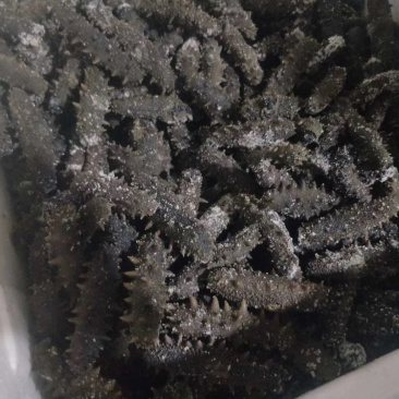 海参