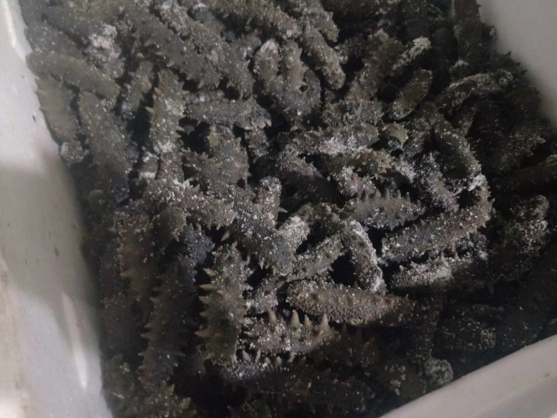 海参