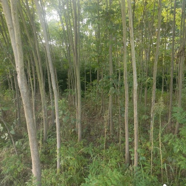 栾树田苗46公分裸根大量
