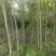 栾树田苗46公分裸根大量