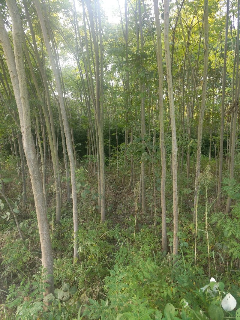栾树田苗46公分裸根大量