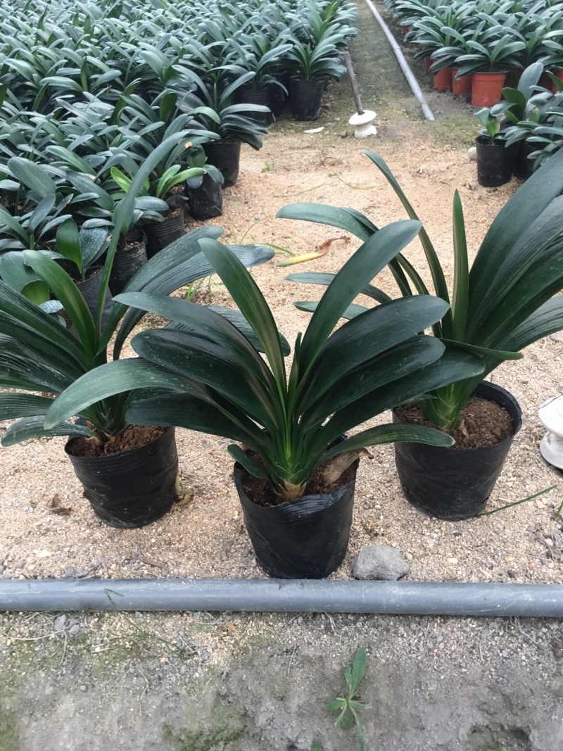 精品君子兰盆栽基地直销