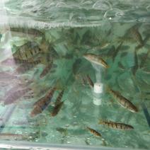 溪水石斑鱼，千岛湖源头溪水捕捉的原生溪鱼