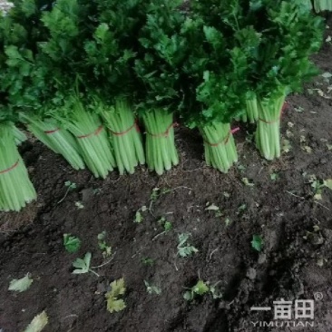 芹菜