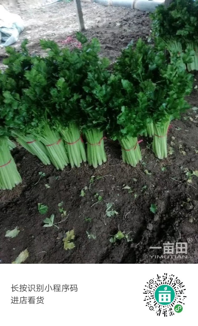 芹菜