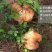 木兰围场纯天然野生菌松蘑