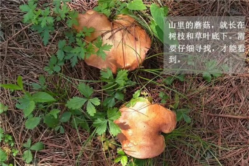 木兰围场纯天然野生菌松蘑