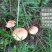 木兰围场纯天然野生菌松蘑