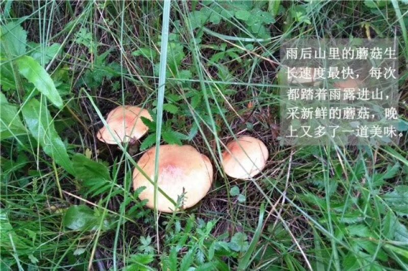 木兰围场纯天然野生菌松蘑