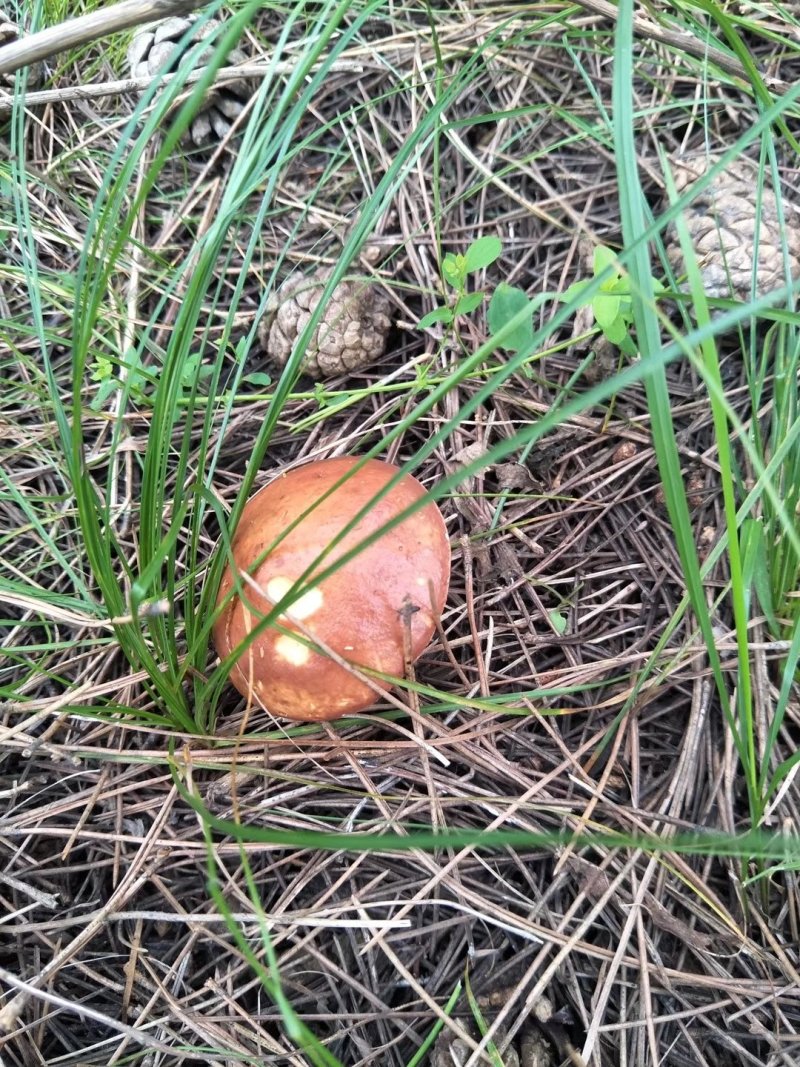 木兰围场纯天然野生菌松蘑
