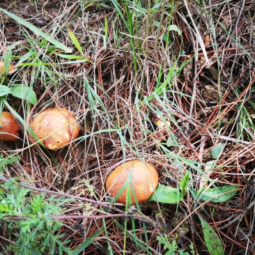 木兰围场纯天然野生菌松蘑