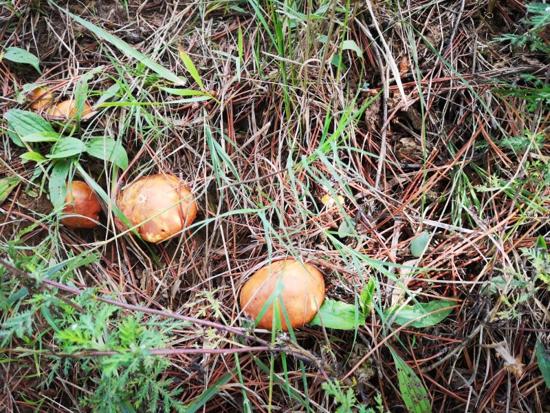 木兰围场纯天然野生菌松蘑