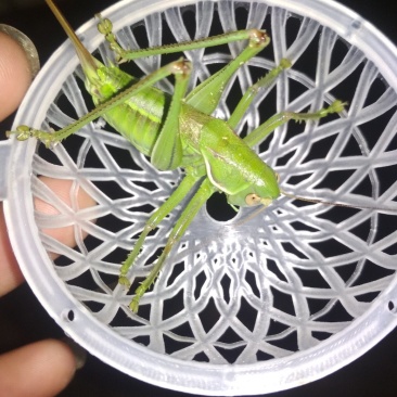 朋友们母蝈蝈大量上市中，可以予定了