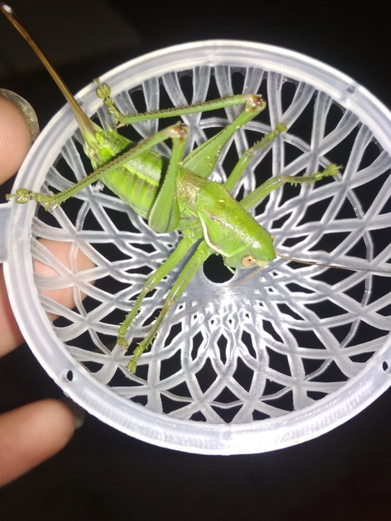 朋友们母蝈蝈大量上市中，可以予定了