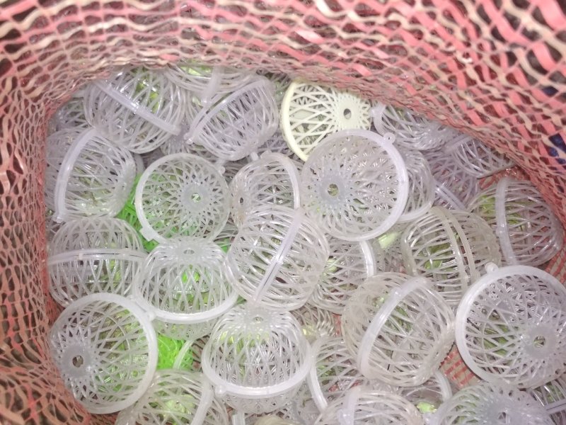 朋友们母蝈蝈大量上市中，可以予定了