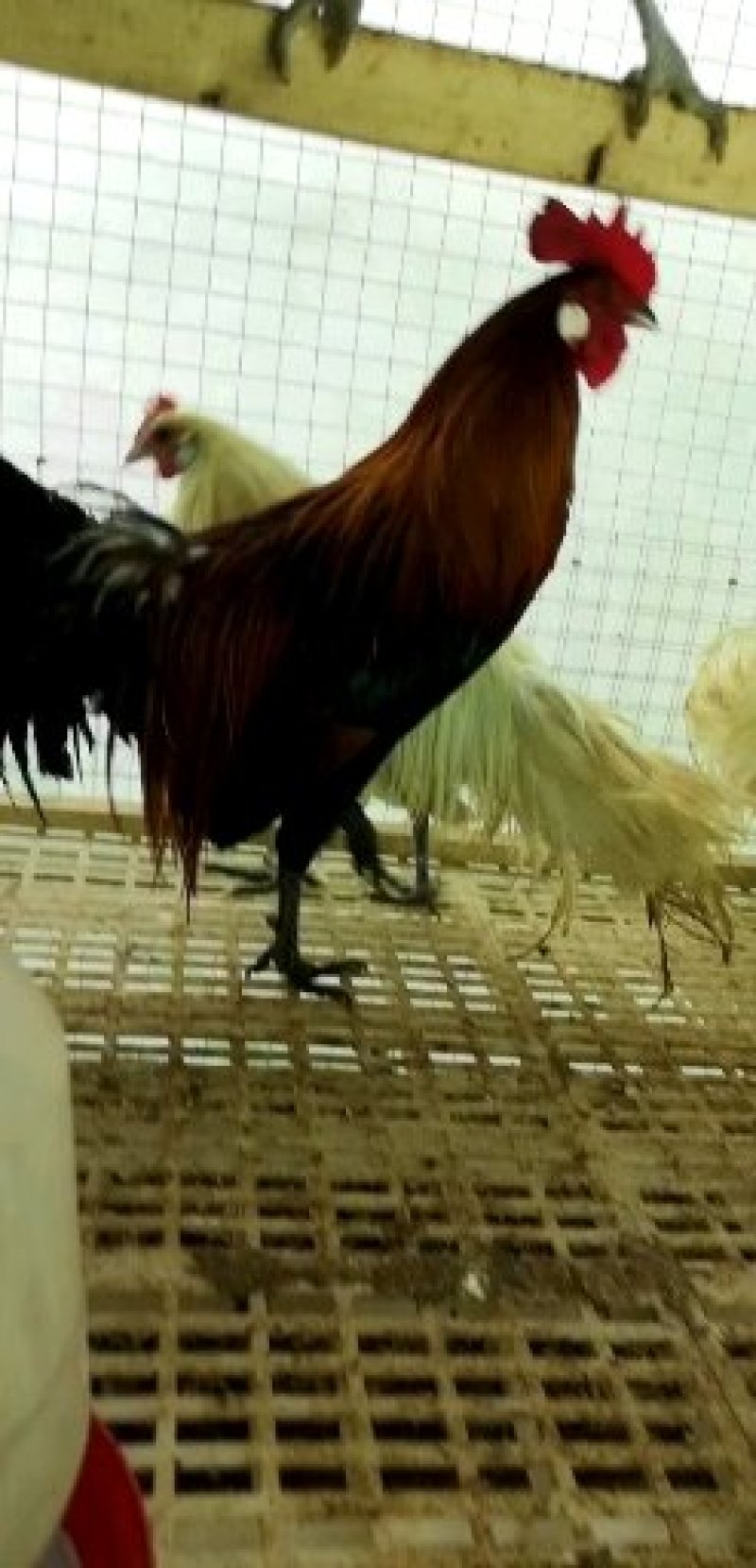 观赏鸡黑长尾鸡白长尾鸡波兰鸡各种颜色绣球鸡