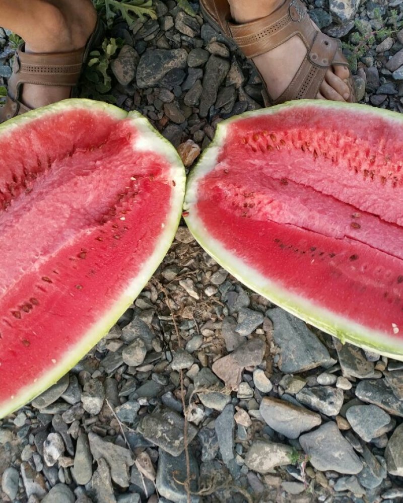 宁夏中卫硒砂瓜