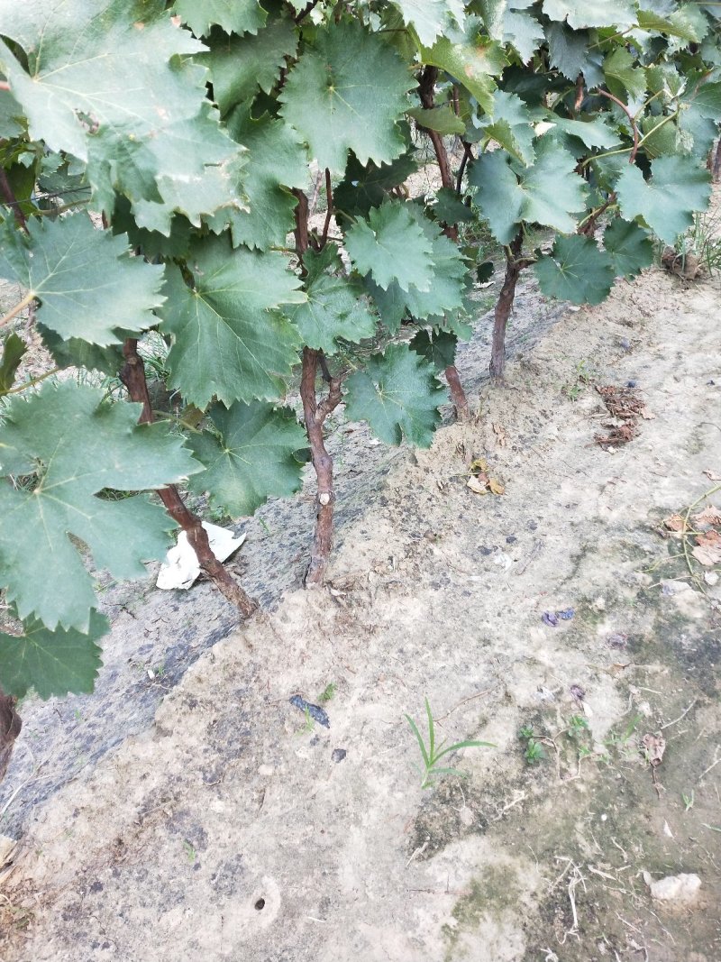 河北保定清苑大量出售《占地葡萄树》占地苗