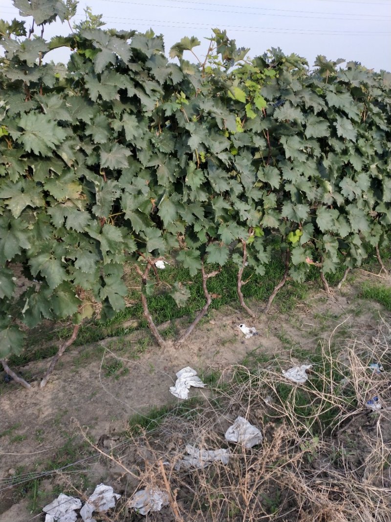 河北保定清苑大量出售《占地葡萄树》占地苗