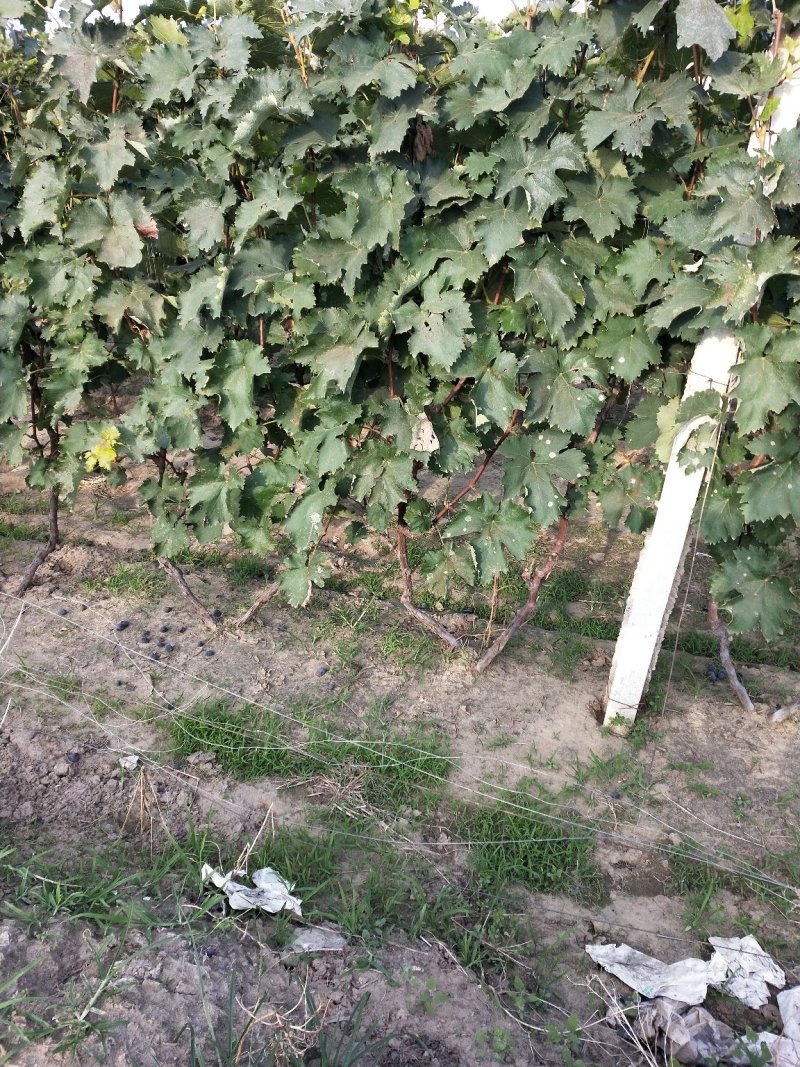 河北保定清苑大量出售《占地葡萄树》占地苗