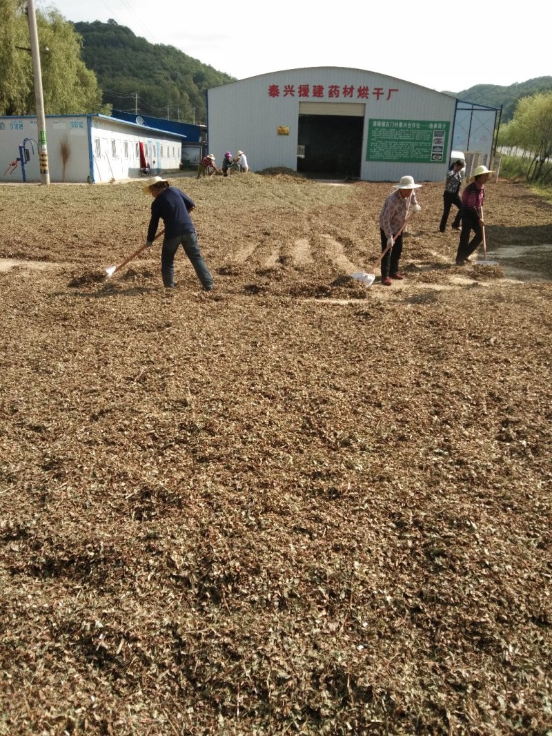 泽兰，基地直销，保证质量