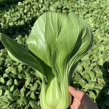 夏季四季播油亮束腰上海青青梗菜种籽