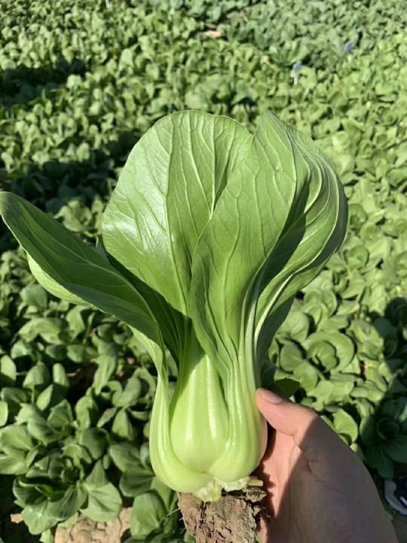 夏季四季播油亮束腰上海青青梗菜种籽
