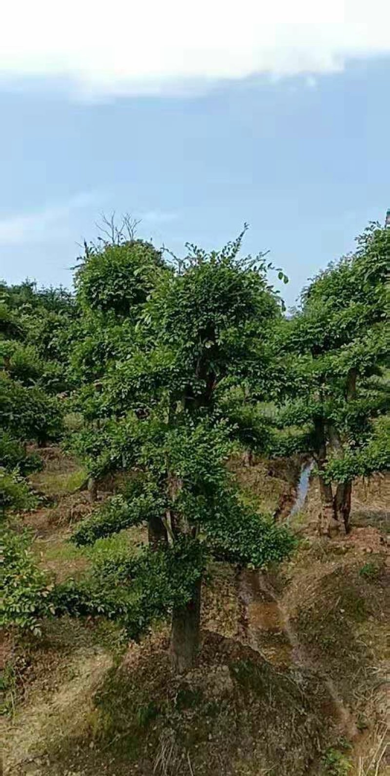 榆树古桩