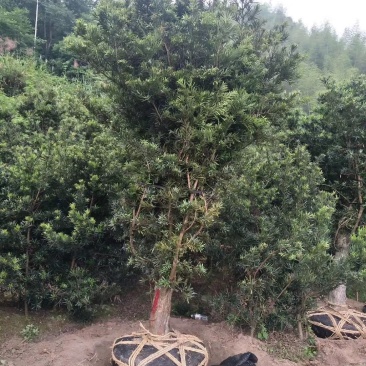 罗汉松15公分