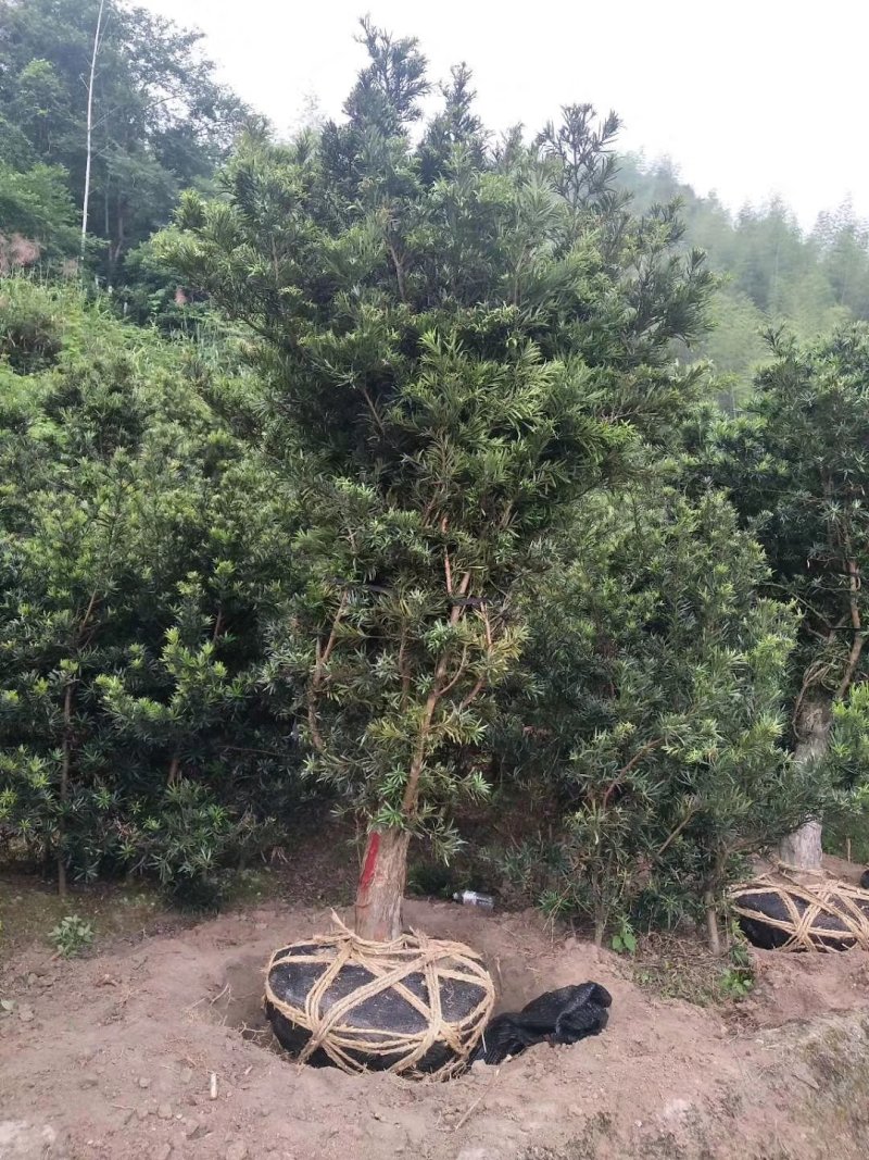 罗汉松15公分