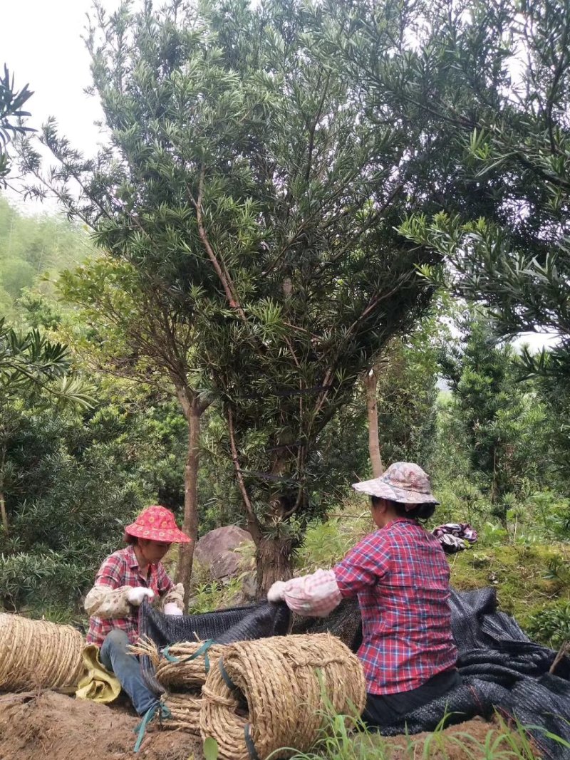 罗汉松15公分