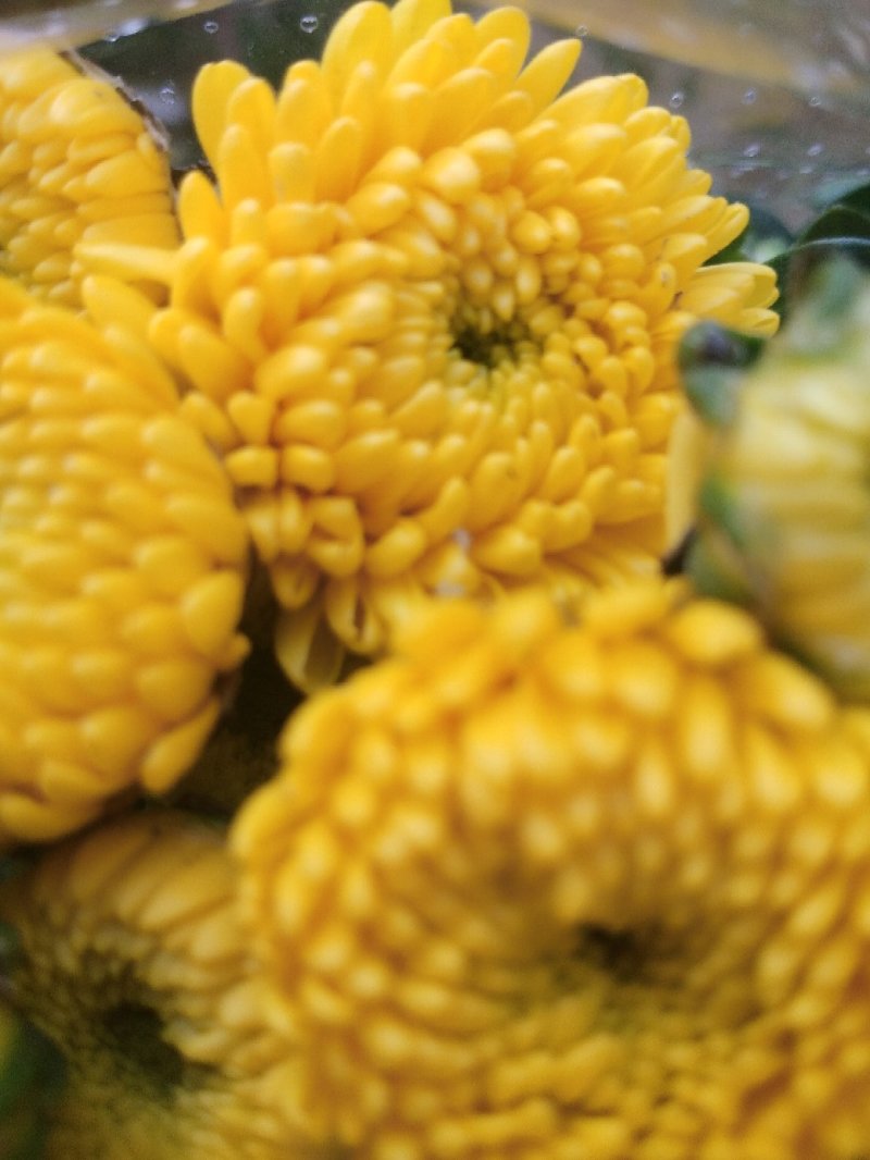 自家采菊上市啦！凌源鲜花批发