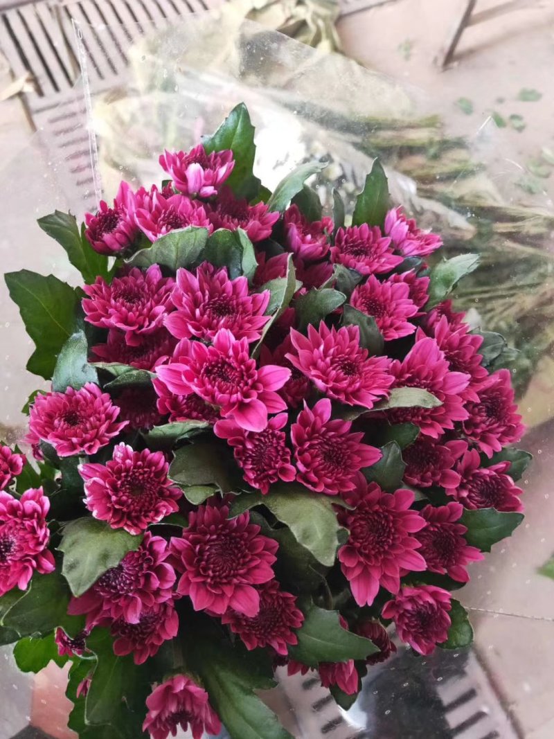 自家采菊上市啦！凌源鲜花批发