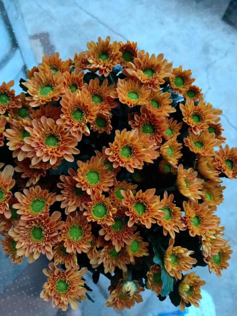 自家采菊上市啦！凌源鲜花批发