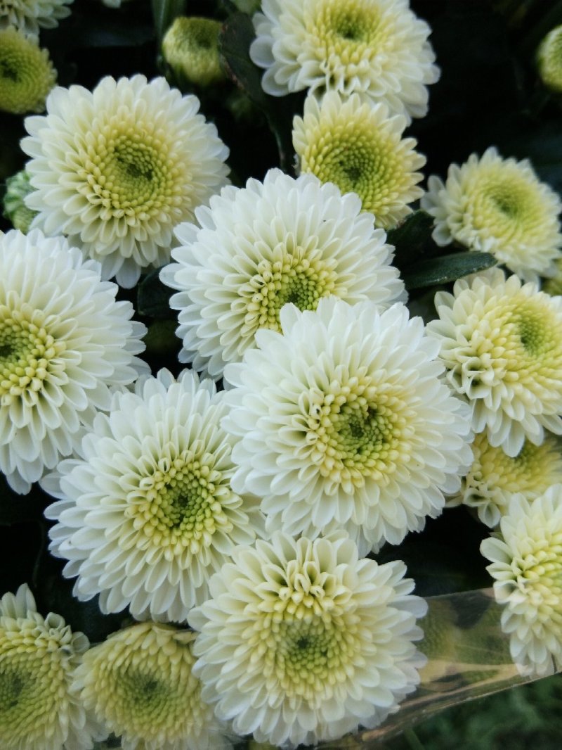 自家采菊上市啦！凌源鲜花批发
