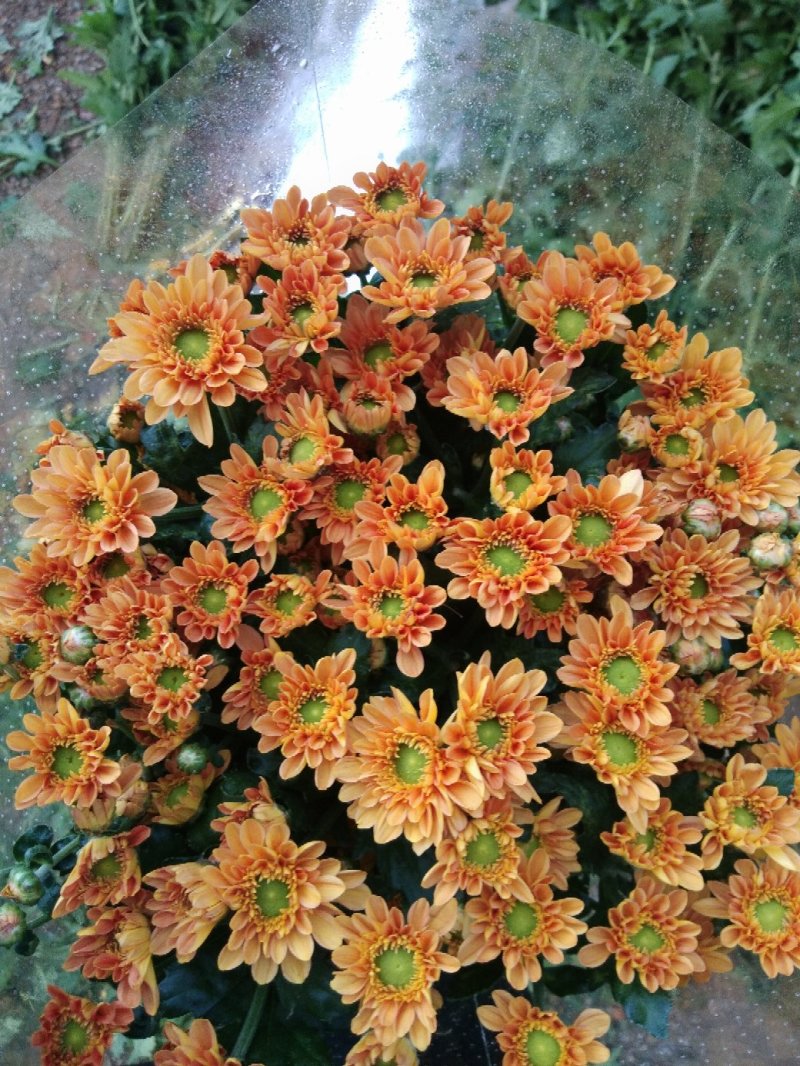自家采菊上市啦！凌源鲜花批发