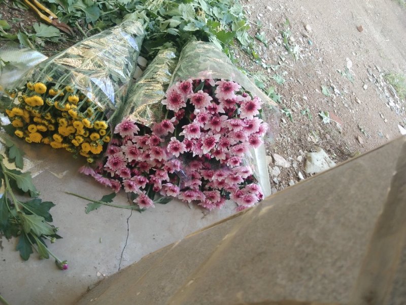 自家采菊上市啦！凌源鲜花批发