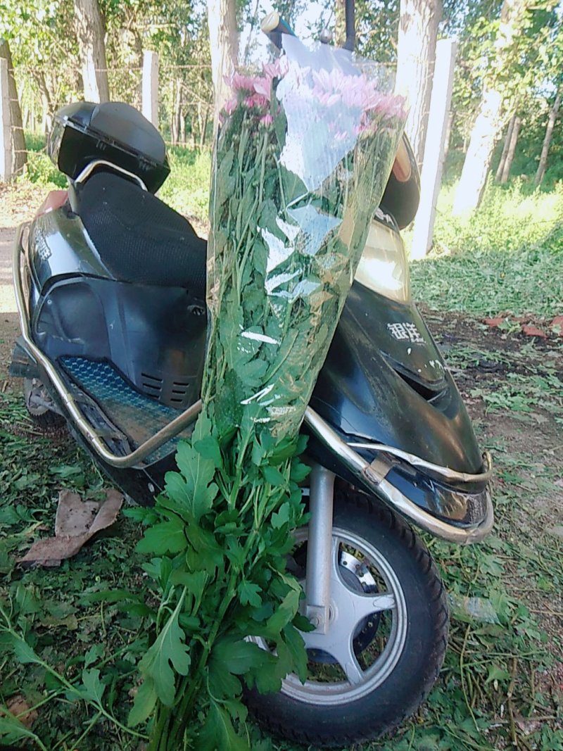 自家采菊上市啦！凌源鲜花批发