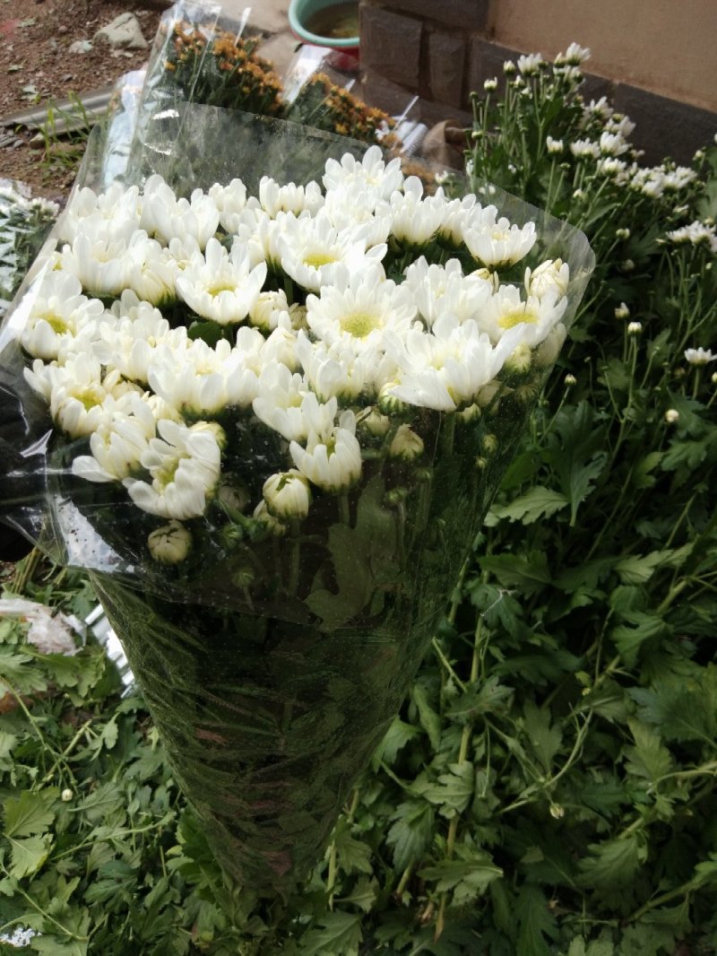 自家采菊上市啦！凌源鲜花批发