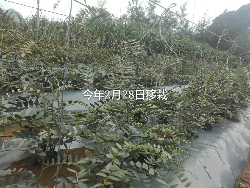 山豆根种子